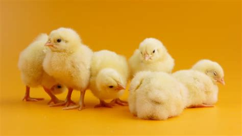 Group Of Little Chicks Stock Footage Video 100 Royalty Free 9217535