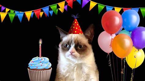 Happy Birthday Song By Grumpy Cat Grumpy Cat Birthday Happy Birthday