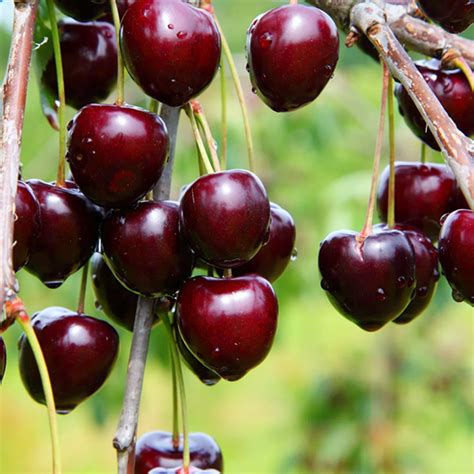 Self fertile varieties are marked with an *, meaning they do not require pollinator close by. Cherry Sir Don Dwarf - Garden World