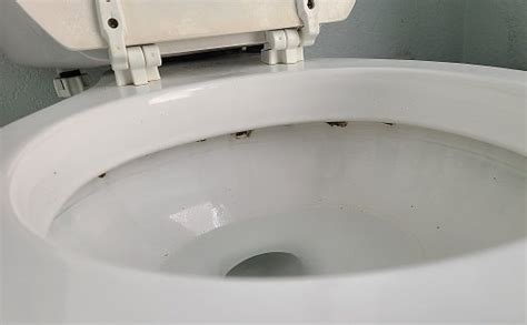 How To Clean A Toilet Bowl And Tank Get Rid Of Mold Hard Water Stains Mildew Rust