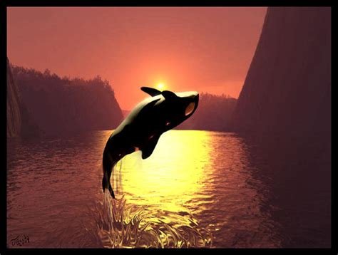 Killer Whale Sunset By Destinyfall On Deviantart