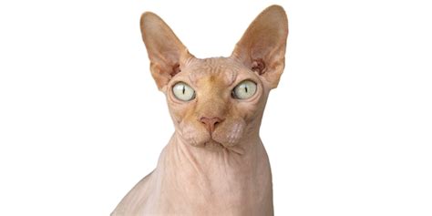 Sphynx International Cat Care