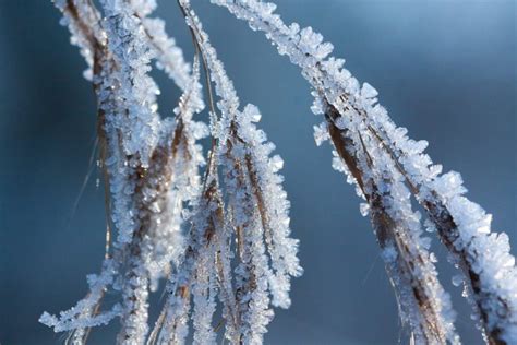 Rime Ice Or Hoar Frost There Is A Difference Dtn