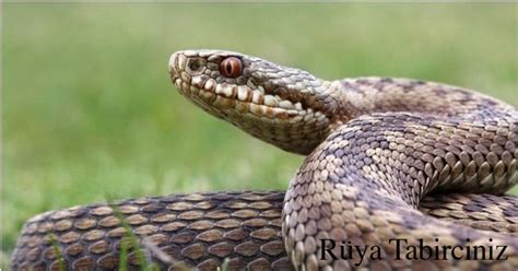 Rüyada yılan görmek - Rüyada yılan görmek ne demek? | Rüya Tabirciniz