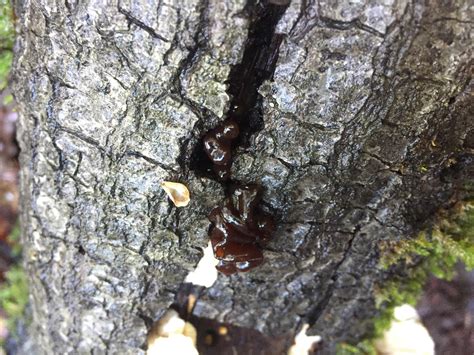 Strange Black Fungus Growing Out Of Fallen Oak Tree Northern Ca R