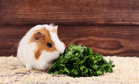 Guinea pigs can eat a large variety of vegetables, and occasional fruit as a treat. What Herbs Can Guinea Pigs Eat? (List of Good & Bad Herbs)