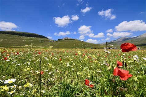 La fioritura di castelluccio è un evento che si verifica tra giugno e luglio e colora la piana come la tavolozza di un artista, purtroppo però questo è il periodo più caotico comunque qui si acquistano direttamente dai produttori, le famose lenticchie.… Fioritura delle lenticchie a Castelluccio di Norcia
