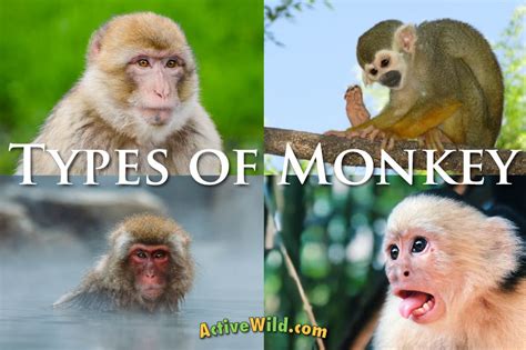 Types Of Monkey With Pictures And Facts Monkey Groups And Species