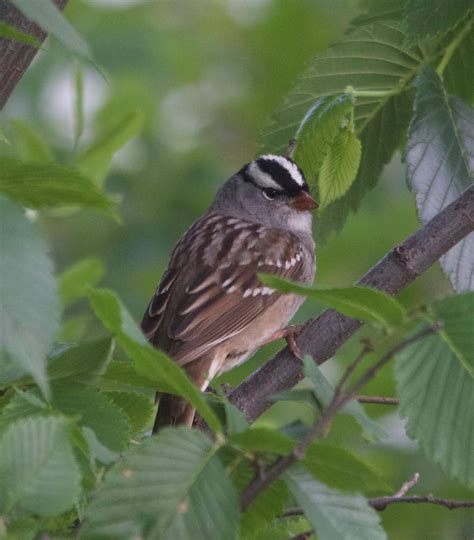 Photography By Deb Hirt Oklahoma Winter Bird Profile White Crowned