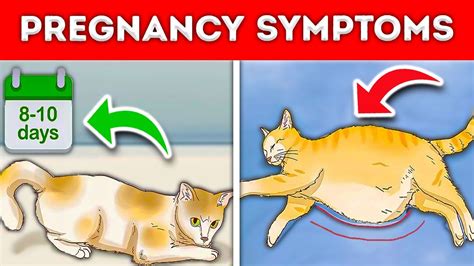 How To Tell If Your Cat Is Pregnant 7 Signs To Watch Out New Youtube