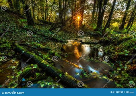 Beautiful Wild Autumnal Forest With Small Stream Stock Photo Image