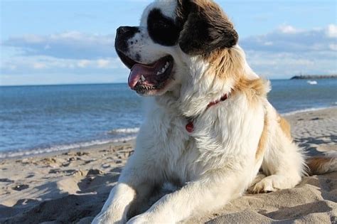 10 Best Extra Large Dog Breeds Huge Dogs Who Love Their Humans