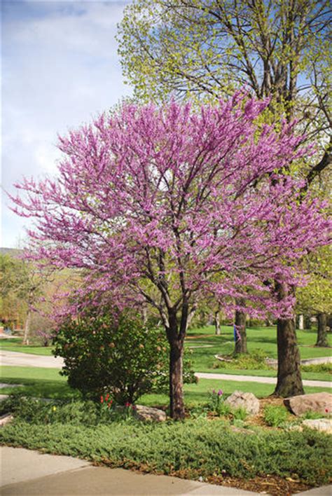By september, the tree will be covered in ornamental red berries. Redbuds are spring-flowering trees native to Virginia.