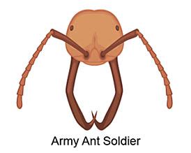Existing by reason of feeling, opinions, or prejudices held. The Shape of Ant Heads | Ask A Biologist