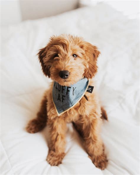 They make excellent house dogs, interact well with children, and get along with other animals. Goldendoodle Puppy, Mini Goldendoodle, f1 Goldendoodle ...