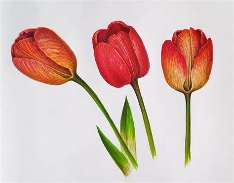 Our free coloring pages for adults and kids, range from star wars to mickey mouse. Botanical Drawing with Colored Pencils and Markers