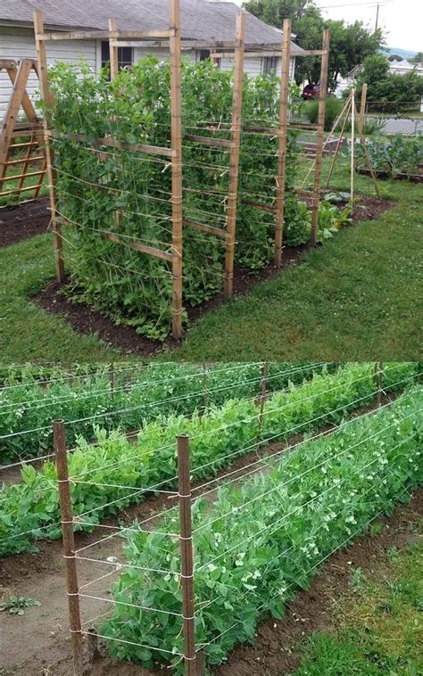 15 Easy Diy Cucumber Trellis Ideas Diy Garden Trellis Vegetable