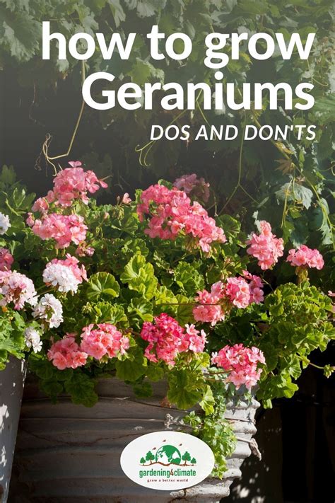 Geranium Care Geranium Plant Geranium Flower When To Plant