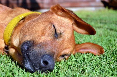 Find artificial grass cost now at getsearchinfo.com! 5 Top Benefits of Artificial Turf for Dog Owners | The Masters Lawn Care