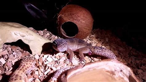 Kopulacja Gekonów Lamparcich Sex Leopard Geckos Youtube