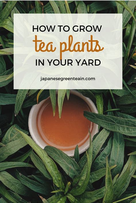 Can I Grow Tea Plant In My Yard Growing Tea Tea Plant Plants