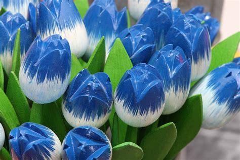 Gambar Bunga Tulip Warna Biru Natalie Butler