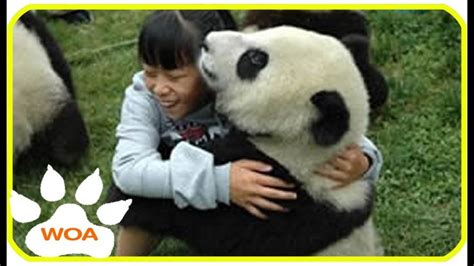 Panda Addicted To Hugging Adorable Pandas Compilation Panda Hug