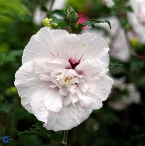 Hibiscus White Chiffon Gunnar Christensens Planteskole As