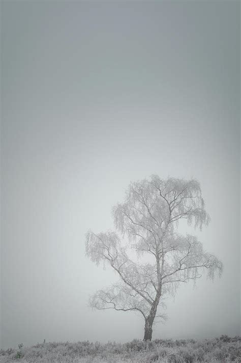 Lone Tree In Winter Photograph By Andy Astbury