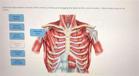 Anterior Muscles Of The Upper Body Labeled Male Anterior Thoracic
