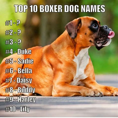47 Best Boxer Dog Names Pic Bleumoonproductions