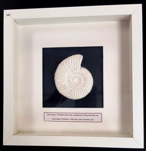 Art Decor Fossil Artwork 19