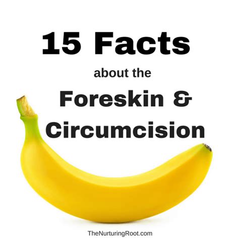 15 Facts About The Foreskin And Circumcision The Nurturing