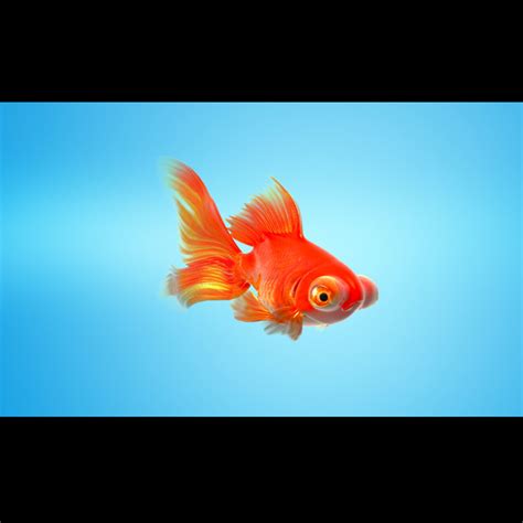 3d Model Goldfish Full Rigged Animated Cgtrader