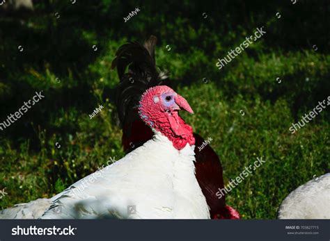 White Turkey Bird Garden Male Stock Photo 703827715 Shutterstock