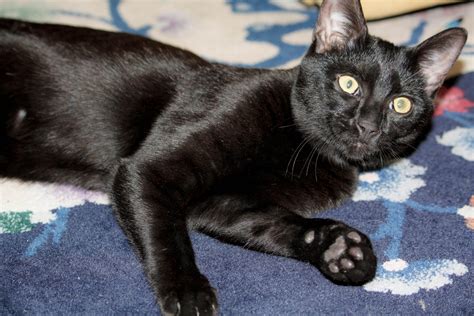 Read breed information about the oriental. Tony - Egyptian Mau Melanistic (Black) - Belle Hollow ...