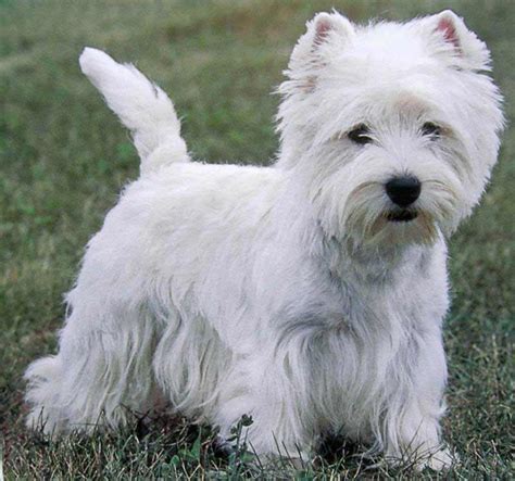 West Highland White Terrier Dog Breed Info Pic And More