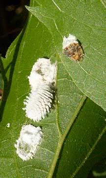 Urban tree planting has the potential to reduce urban heat island intensity and building energy consumption. Plant Pests Mealybug and Scale Insects, and predator Twice ...
