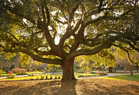 Meaning Of Trees The Symbolism Behind 11 Common Varieties