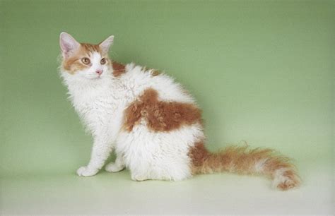 Cat Breeds With Fluffy Tails - Pictures of Bushy Tailed Cats