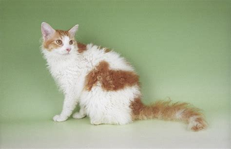 Cat Breeds With Fluffy Tails Pictures Of Bushy Tailed Cats