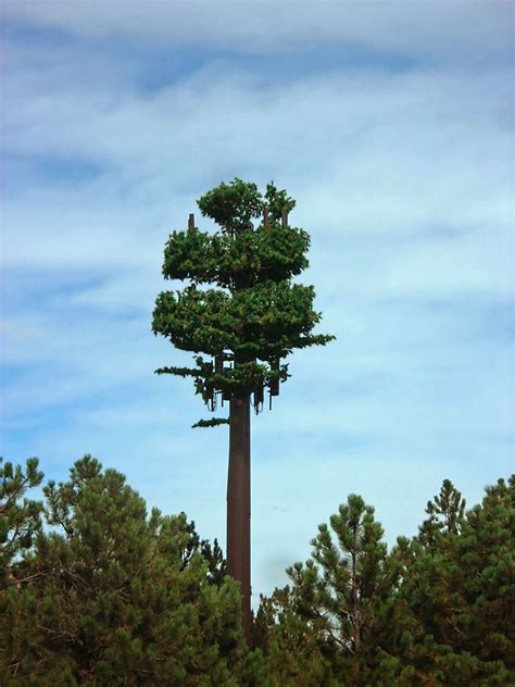 Why Do Cell Towers In La Look Like Fake Trees 2023