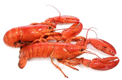 Lobsters Characteristics Habitats Reproduction And More
