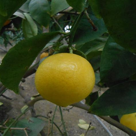 Sweet Brazilian Lemon Oscar Tintori Nurseries Worldwide Citrus Plants