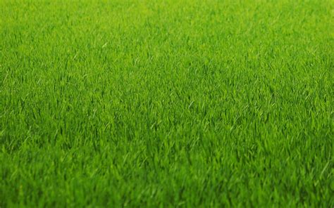 Grass Desktop Wallpapers Top Free Grass Desktop Backgrounds