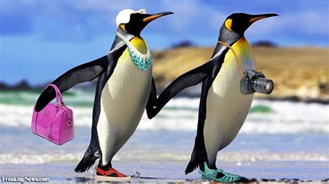 Картинки по запросу Funny Pictures Of Penguins Penguin Awareness Day
