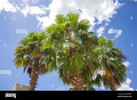 Sabal Palm Trees Growing In Alachua Florida Stock Photo Alamy