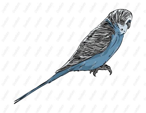 Budgerigar Clipart 20 Free Cliparts Download Images On Clipground 2023