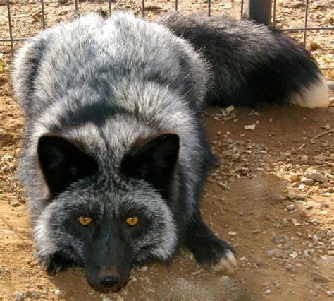Domesticated Silver Fox - WANT! | Weird animals, Wild ...