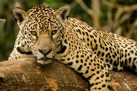Jaguar Qué Es Características Peligro De Extinción Hábitat